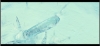 Filename=mummy3-BA01_031.jpg
Filesize=137KB
Dimensions=730x336
Date added=May 16, 2008 mummy3-BA01_031.jpg